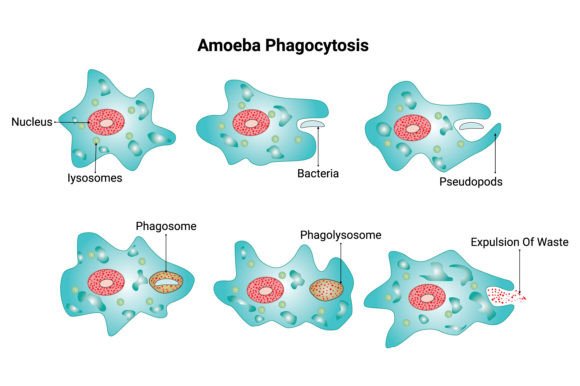 Download Amoeba Phagocytosis Science Design - Design Collection